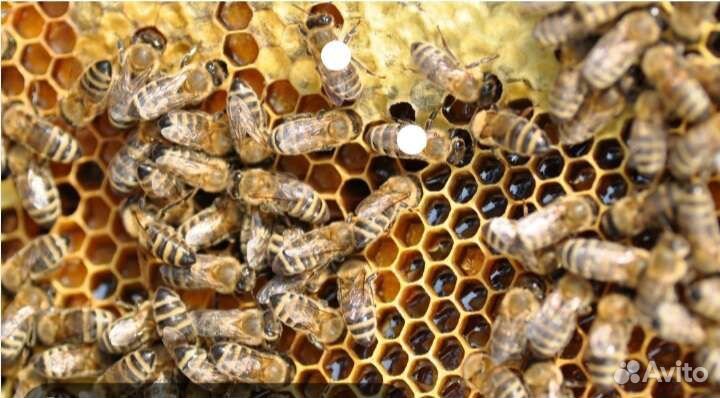 Продам пчелосемьи
