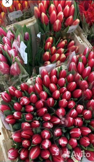 Тюльпаны оптом