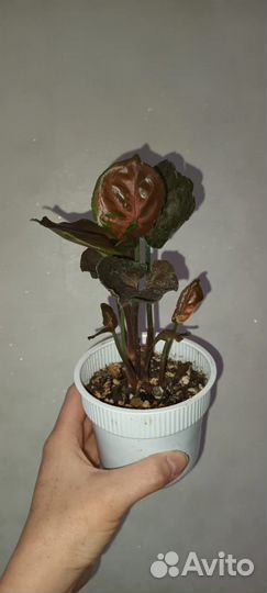 Сингониумы редкие