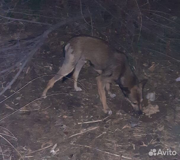 Нашлась собака