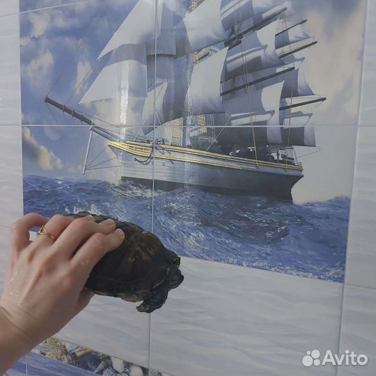 Черепаха водная