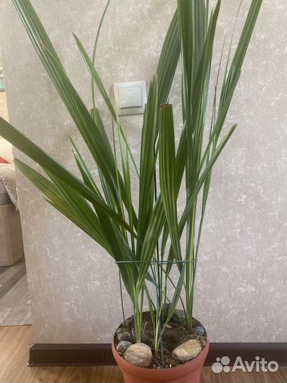 Финиковая пальма, домашние цветы