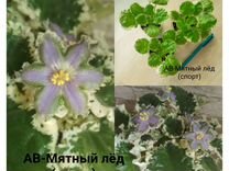 Ав мятный лед фиалка. Фиалка мятный лед. Ав ориентал фиалка. Фиалка голубоглазая шиншилла. Ав мятный лед.