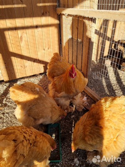 И.Я.породных кур.цыплята под заказ