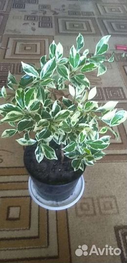 Фикус ретуза гавайская