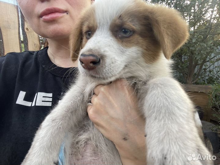 Собаки бесплатно