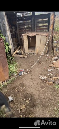 Щенок в добрые руки бесплатно