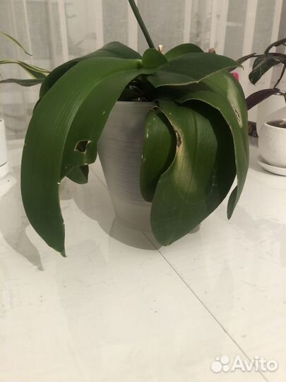 Орхидея лиодоро