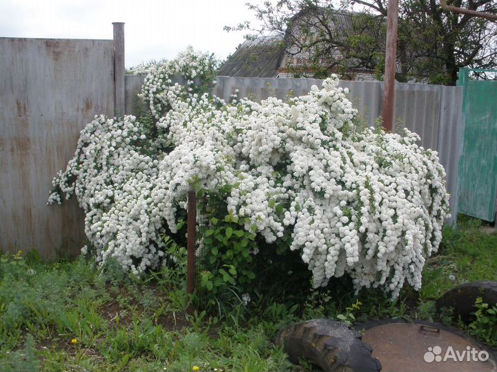 Декоративные растения для сада