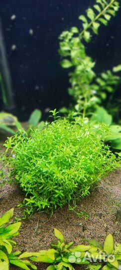 Аквариумные растения