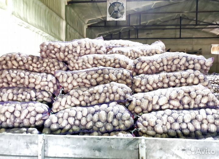 Продам картофель оптом