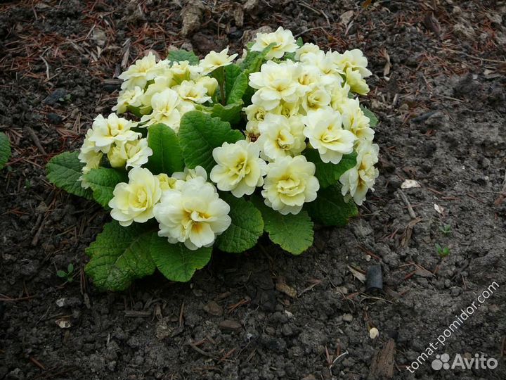 Примулы из серии беларина
