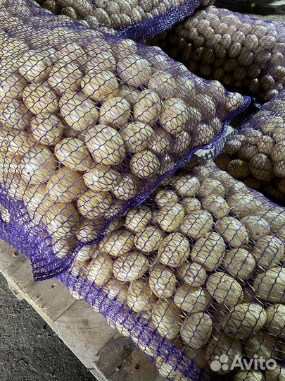 Беби картофель