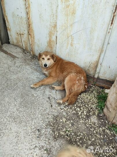 Собака Алиса