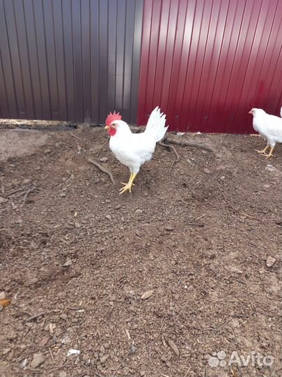 Легорн петушок