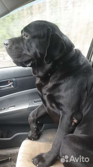 Вязка лабрадор бесплатно