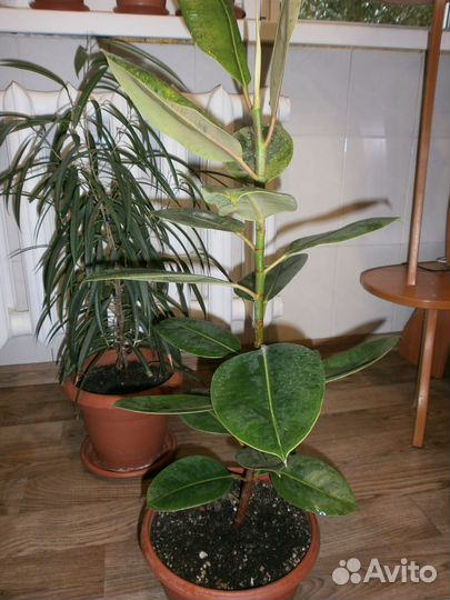 Фикус шривериана