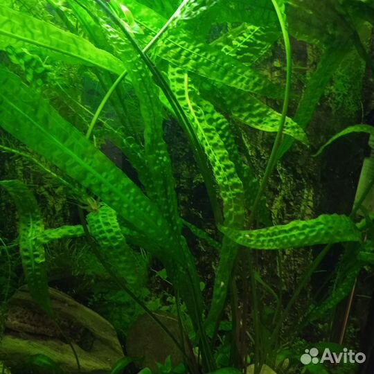 Аквариумные растения прополка