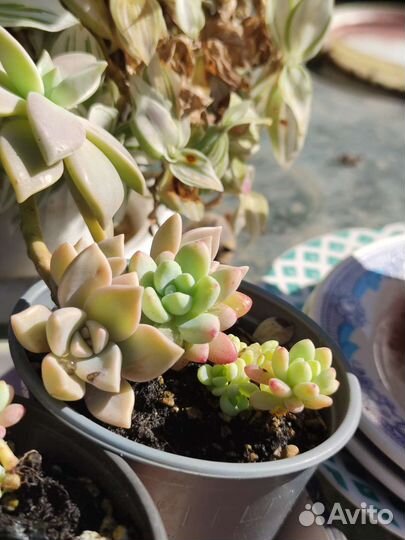 Флорариум суккуленты