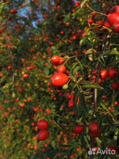 Замороженное пюре Шиповник 1кг