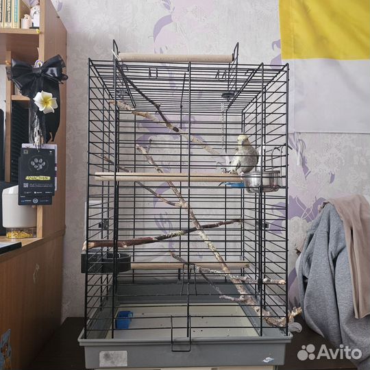 Попугай корелла с клеткой