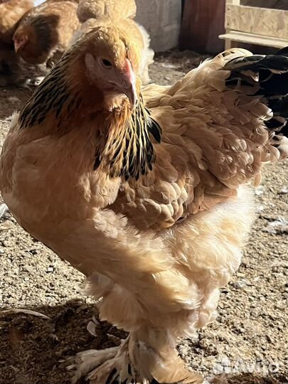 Инкубационное яйцо брама палевая