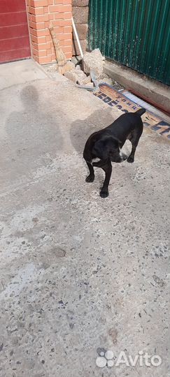 Охотничий пёс