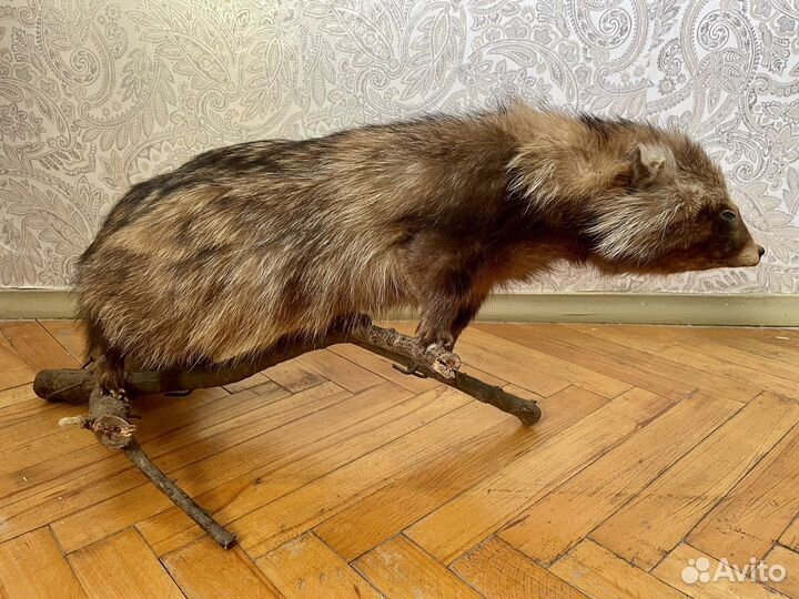 Чучело енота