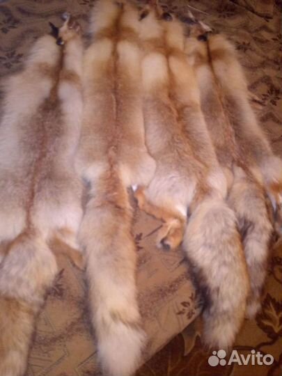 Шкуры рыжей лисы