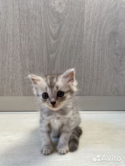 Шотландские прямоухие котята