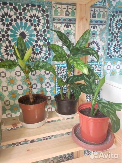 Аглаонема, комнатные растения