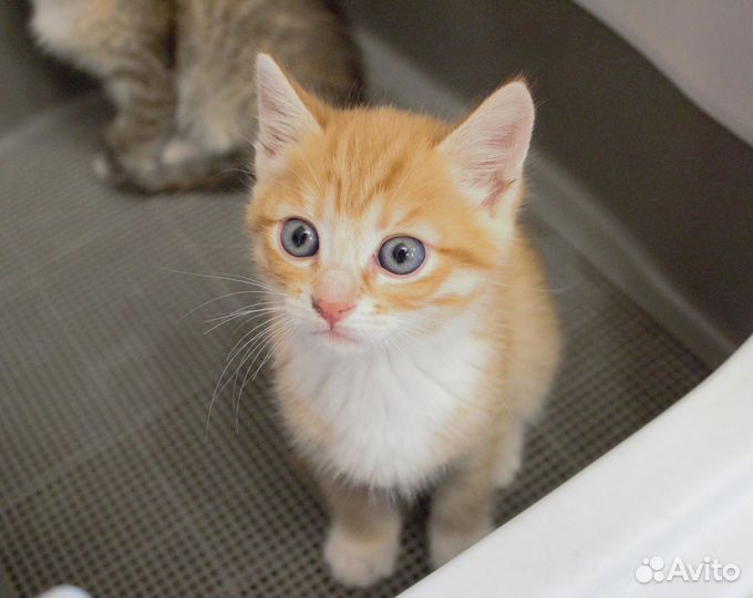 Рыжий котенок