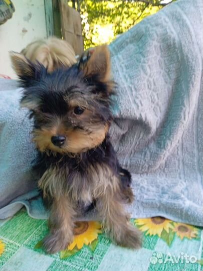 Йоркширский терьер