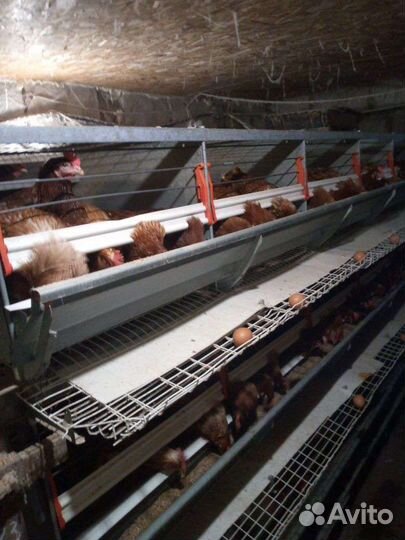 Куры несушки ломан браун