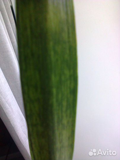 Сансевиерия Грин Рейн с деткой