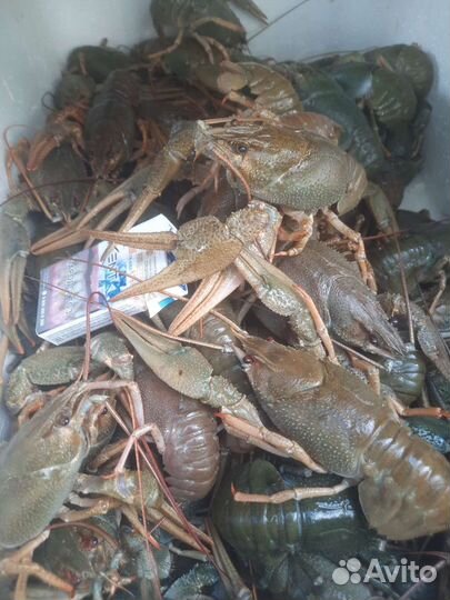 Раки живые. Рыба живая