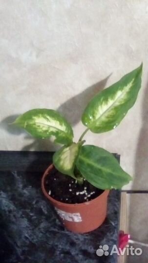 Дифенбахия