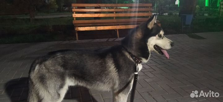 Кабель хаски на вязку