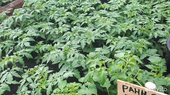 Семена томатов