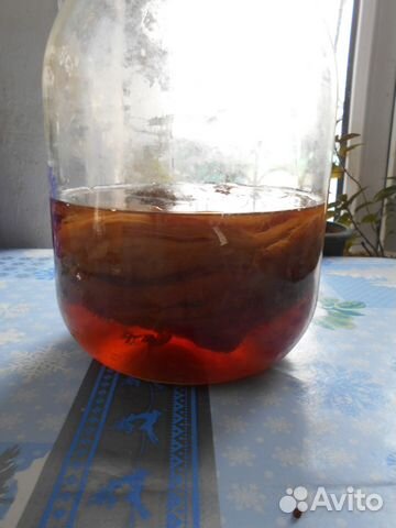 Гриб чайный