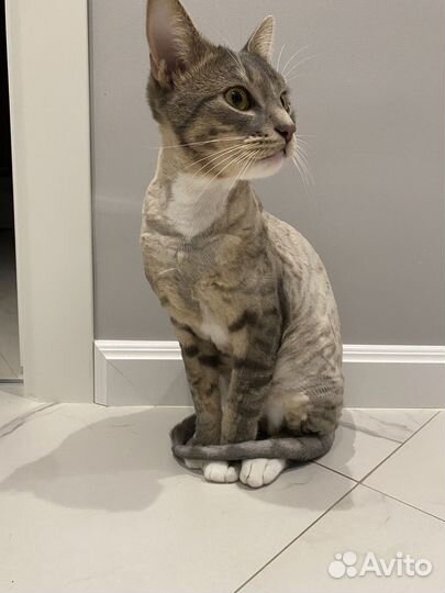 Абиссинский кот