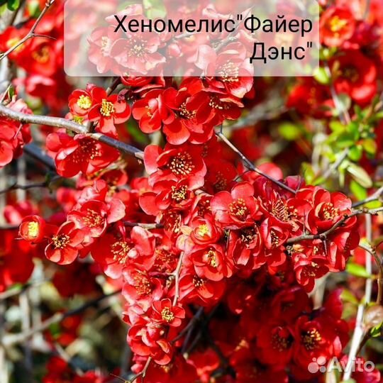 Декоративные деревья и кустарники(почта, сдек)