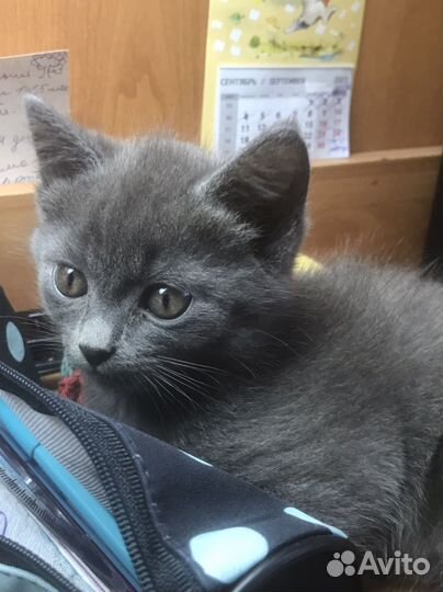 Котенок Британец