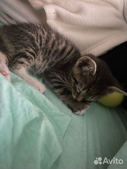 Кошка