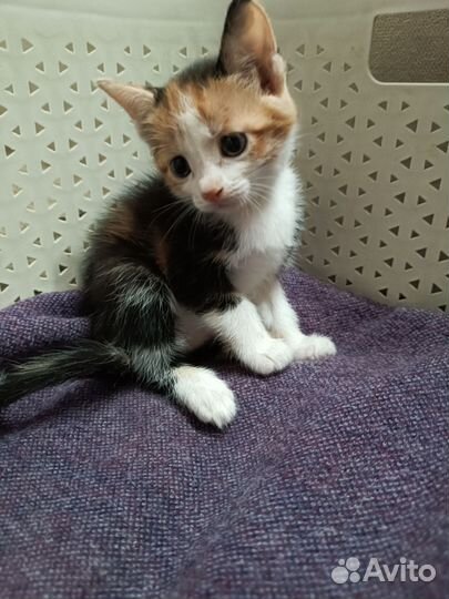 Котенок девочка трехцветная
