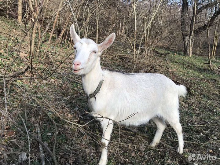 Козы дойные, высокоудойные Камори, Ламанча, нуб