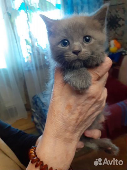 Кошки котята русский голубой