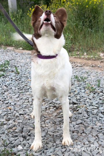 Белка ищет дом