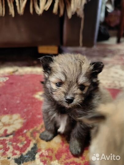 Щенки шпица