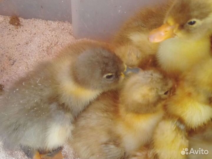 Утята и цыплята